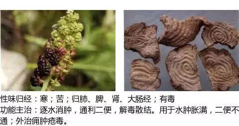 300个中草药图谱（附主治功效），知道一半就太牛了（上）