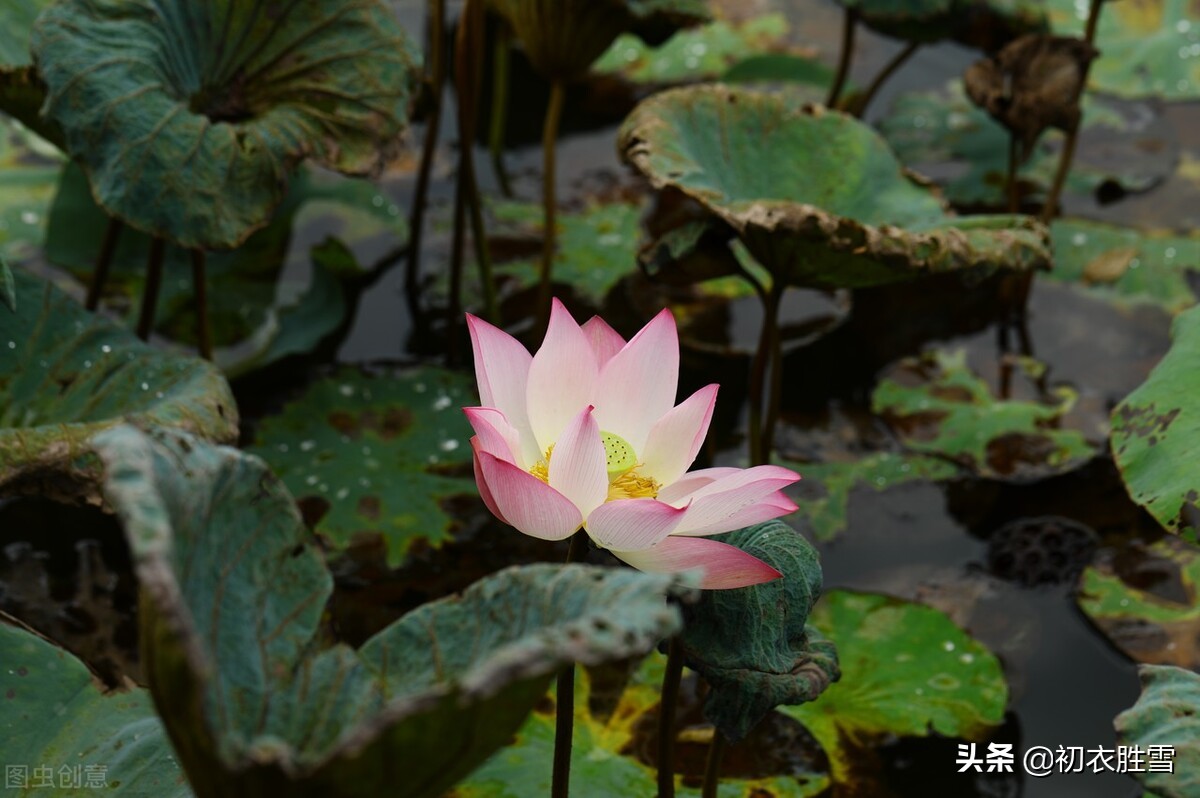 早秋藕花诗词五首，新秋折藕花，秋水藕花明