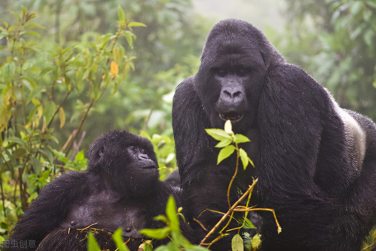 野人164、盛宇才的麻醉枪俘获了赫力兄妹，坎离山雪人迟到了