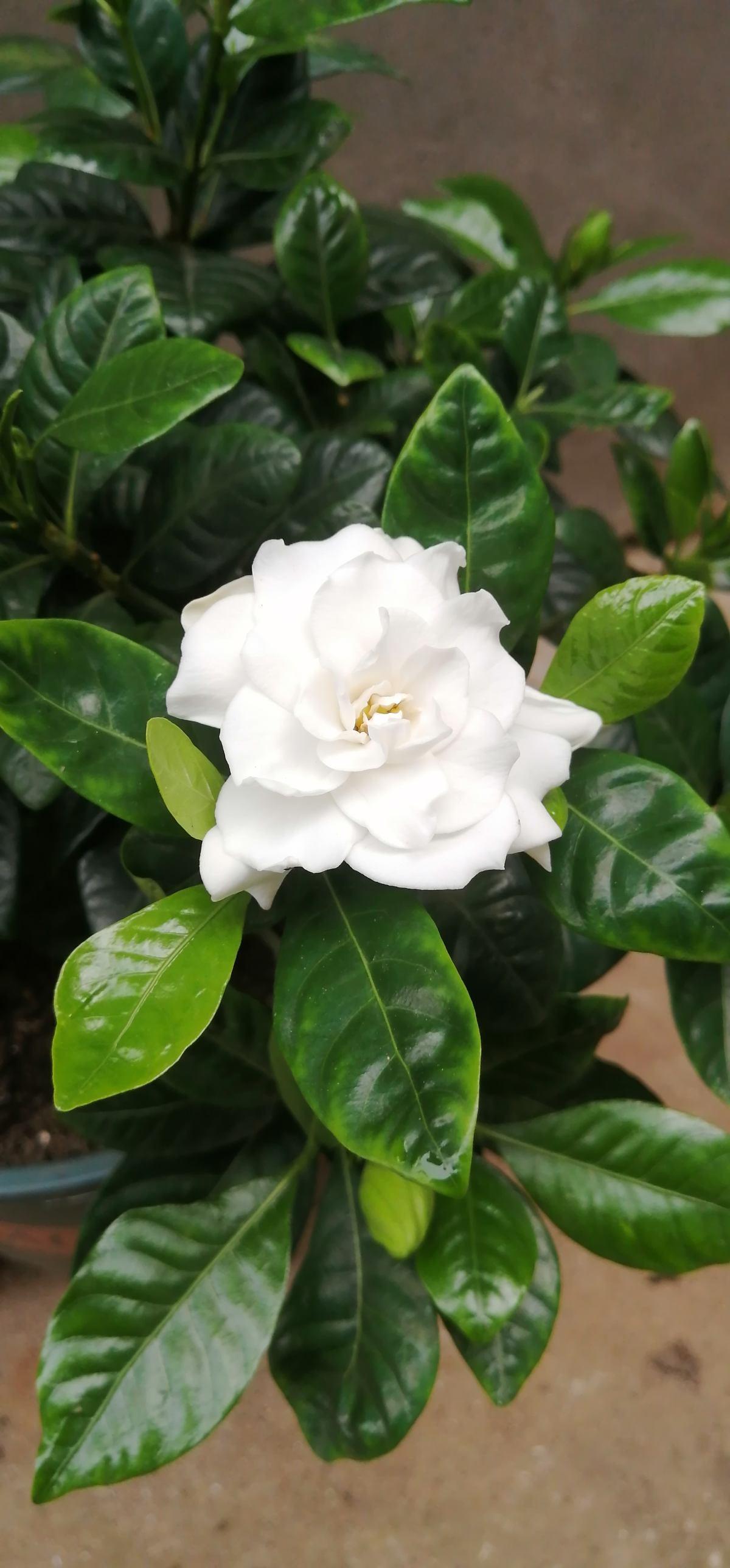 花种类介绍大全（常见花图文并茂非常详细）