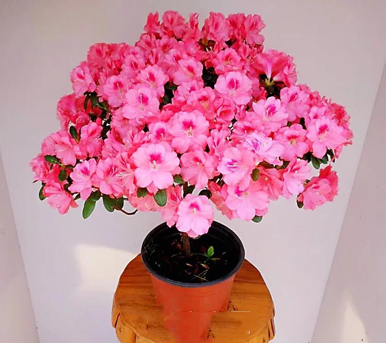 锦绣杜鹃图片及介绍(杜鹃花品种分类大全)