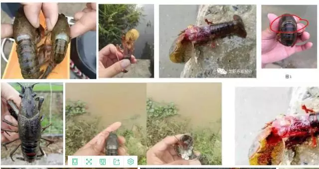 六月份疾病高发,小龙虾养殖户要注意!小龙虾甲壳变红有啥坏处?