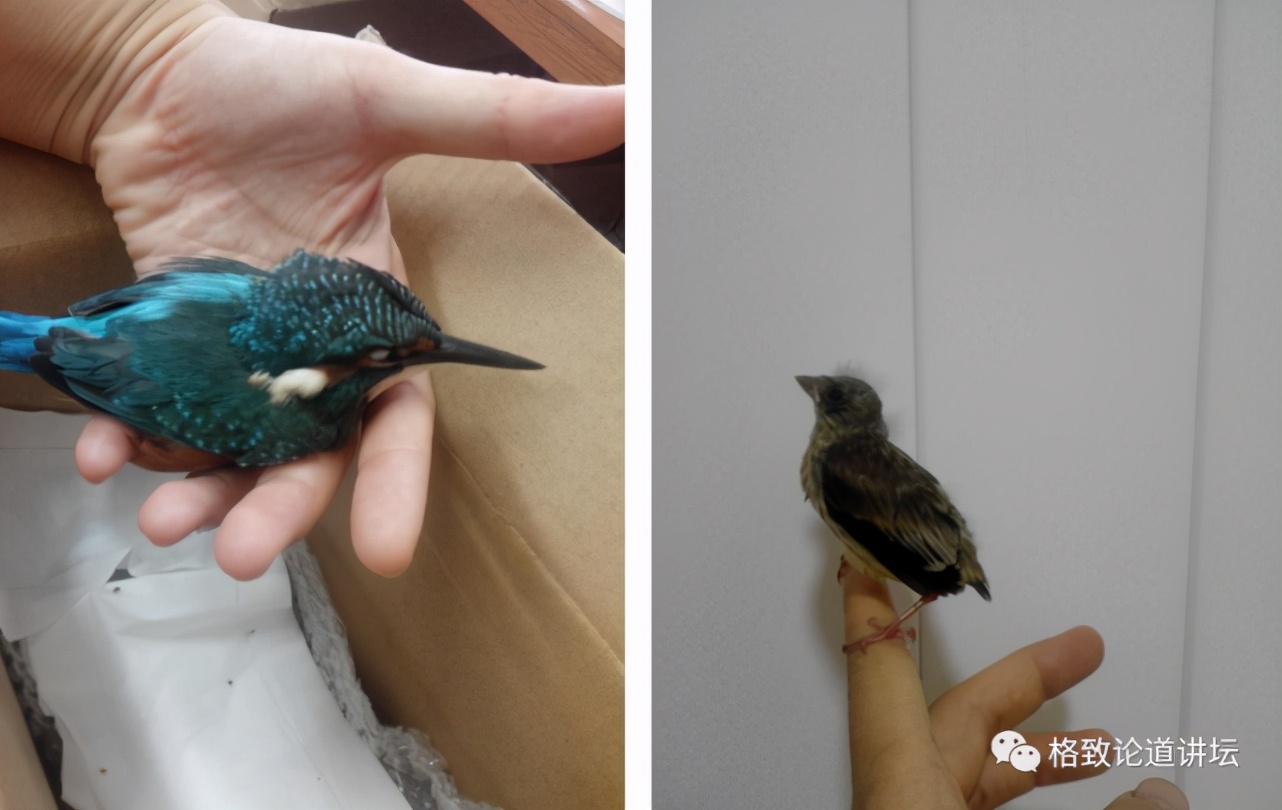 在野外捡到一只受伤的鸟,该怎么办?