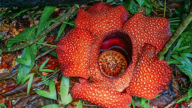 大王花:一直被误解的"食人花"