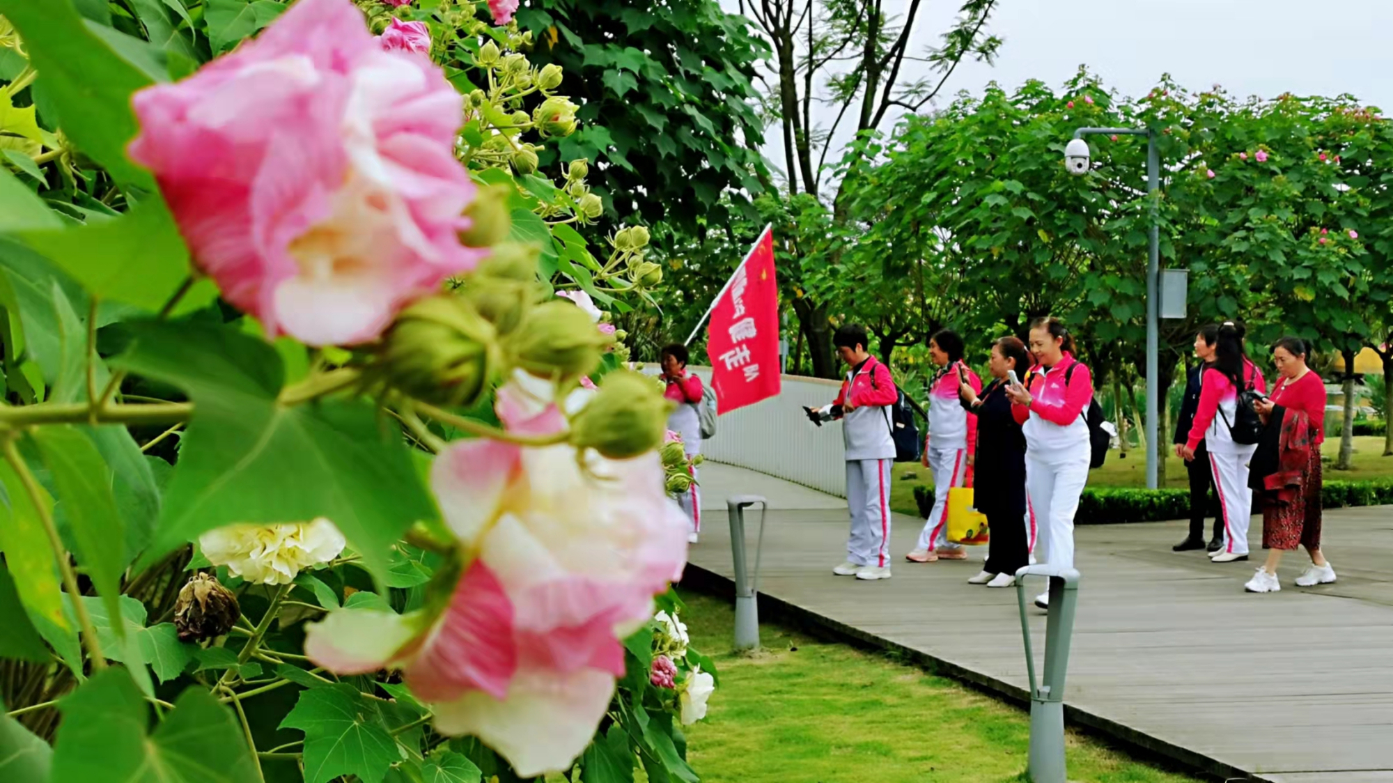 盛世芙蓉开，大运成都来