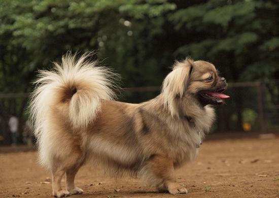 曾经享尽荣华富贵的皇家御犬——京巴犬 挑选饲养护理方法等全介绍