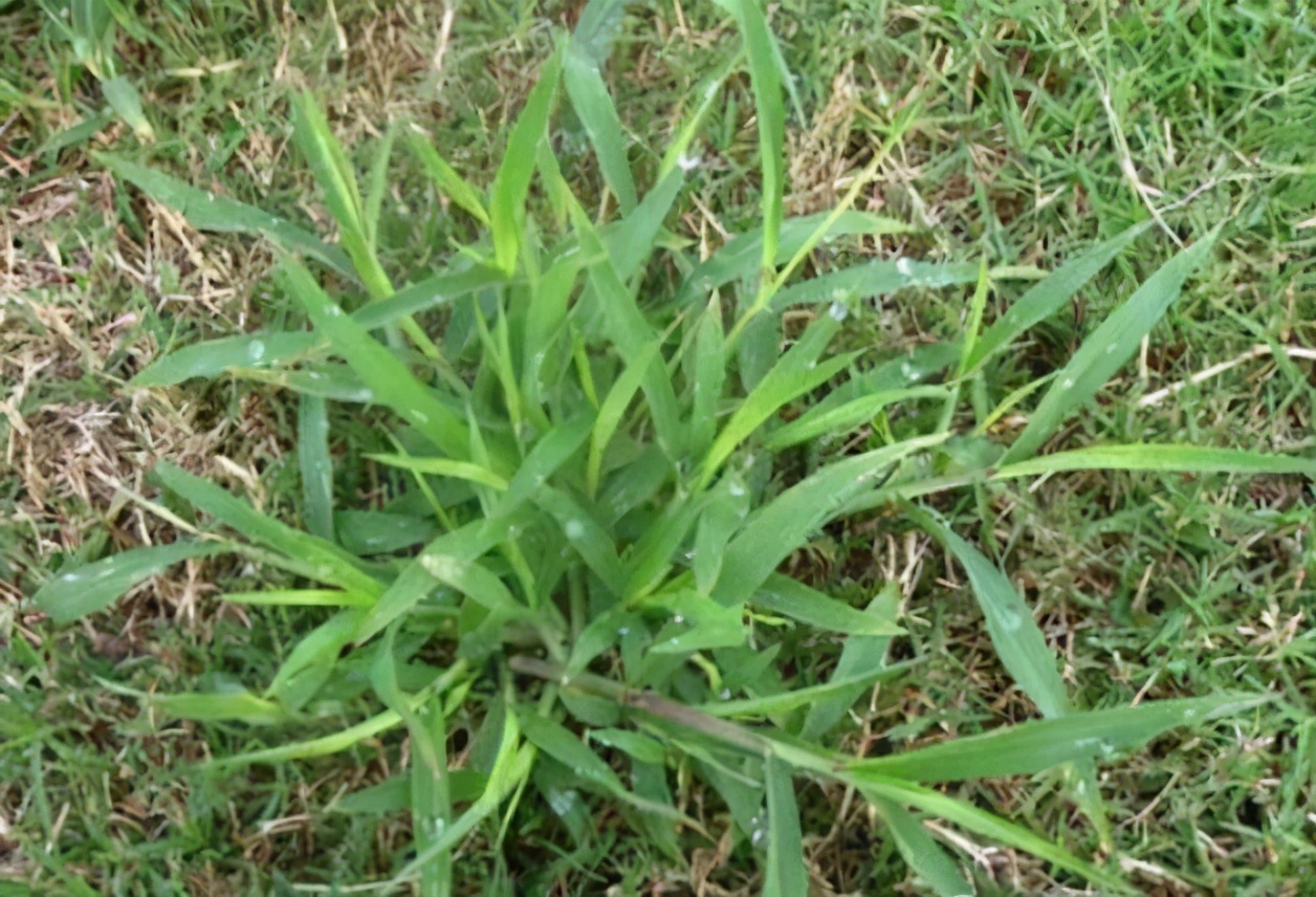 農村1野草,名為