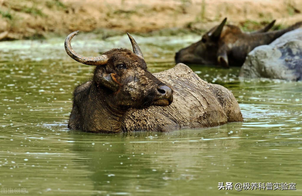 宝宝喝羊奶不易上火？水牛奶更营养？