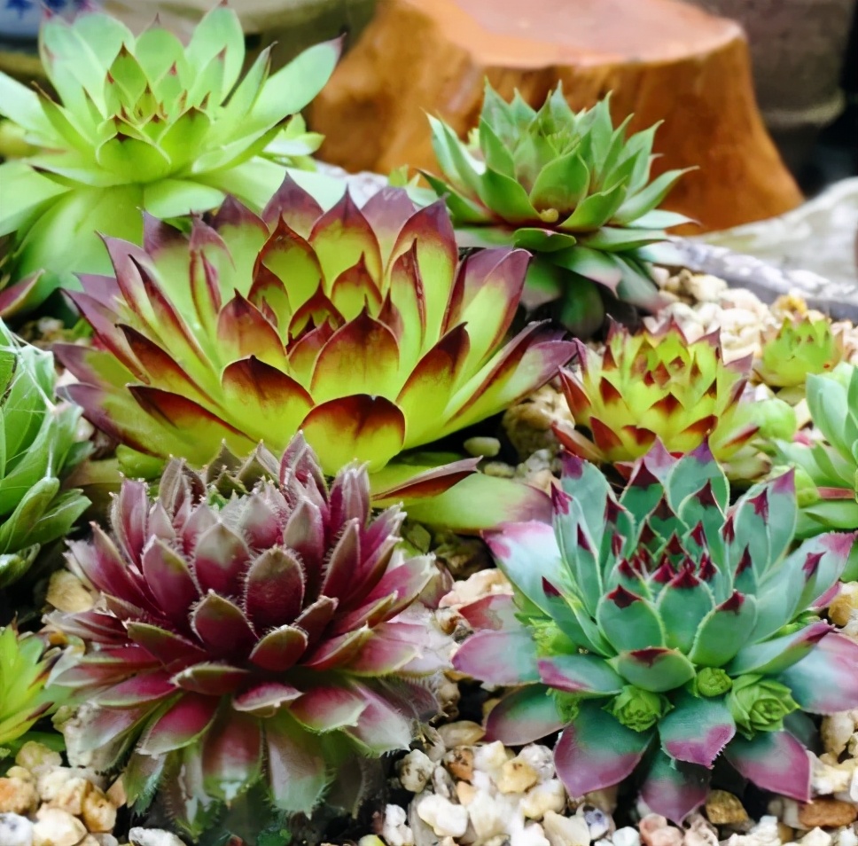 多肉植物多久浇一次水（多肉植物的养护小技巧）