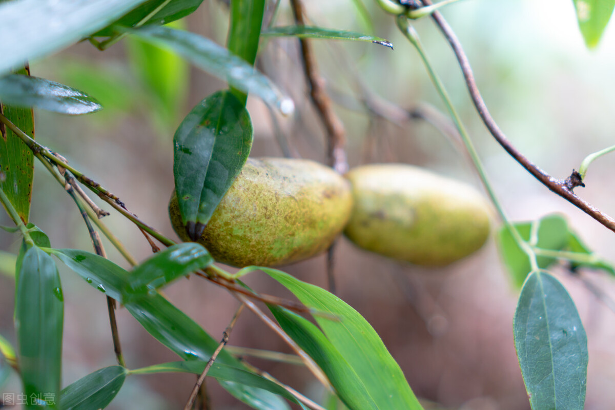 农村有种野果,农民称呼:羊开口,你吃过吗?