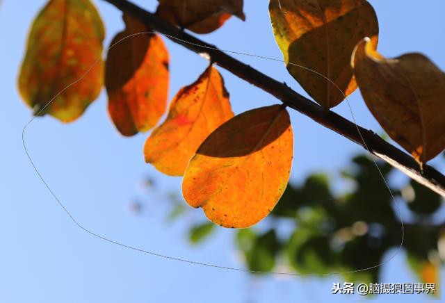 ps蒙版是什么意思（ps蒙版是用来干嘛的）