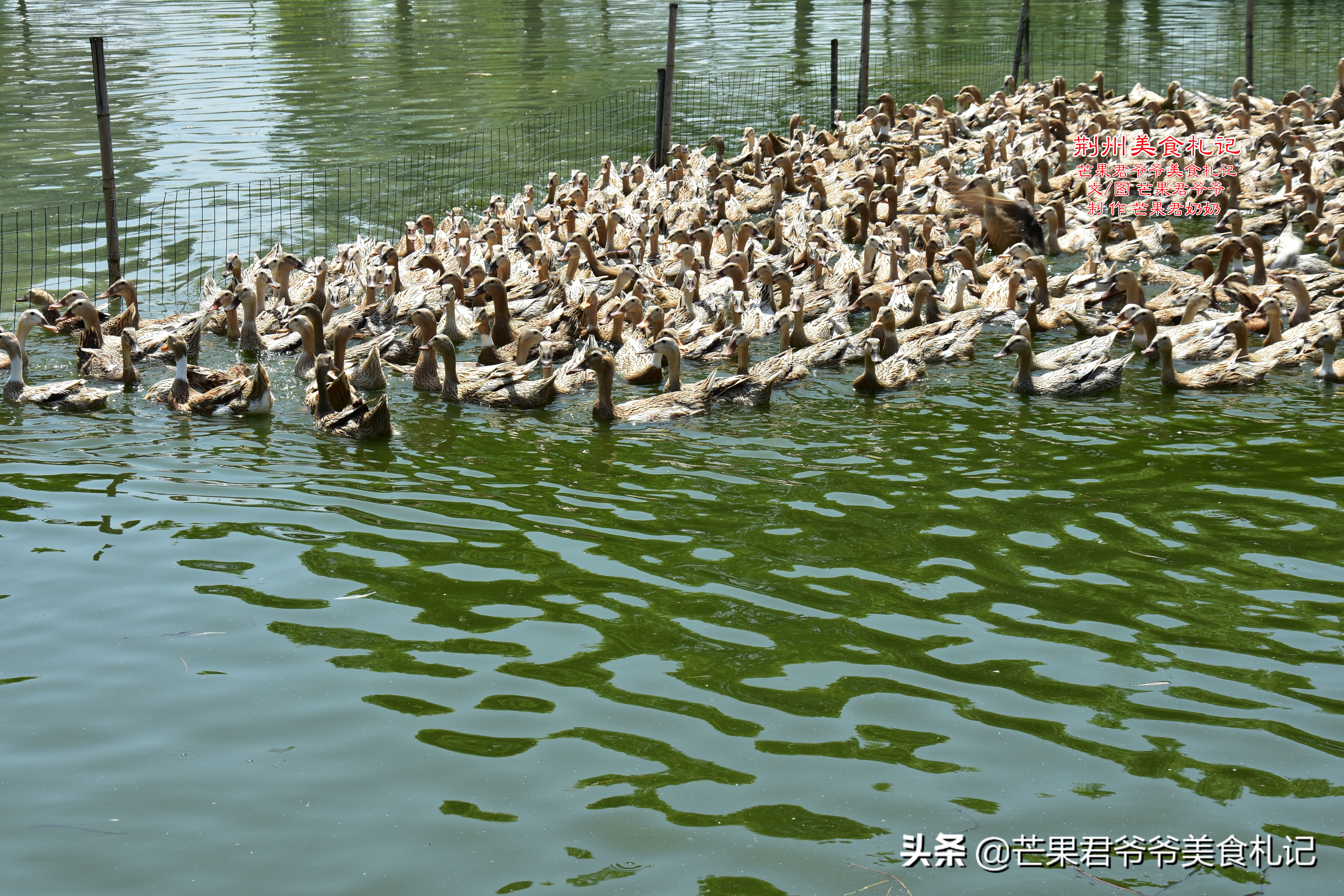 酱板鸭，有人说是常德特产，有人说源自荆州，到底是湘菜还是楚菜