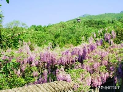 红螺赋说｜碧波藏古寺，翠色掩春山