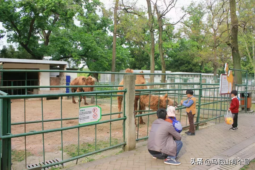 马鞍山人，别忘了动物园！这里曾是我们的全部！