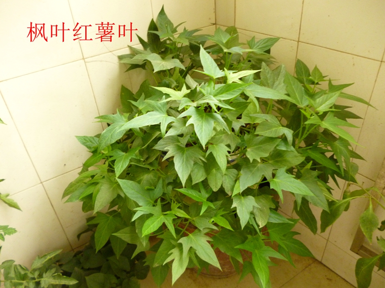 蔬菜档案叶菜类（17）红薯叶