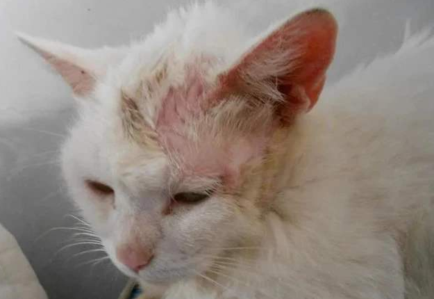 注意！猫咪皮肤病别忽视，猫藓也会传染人