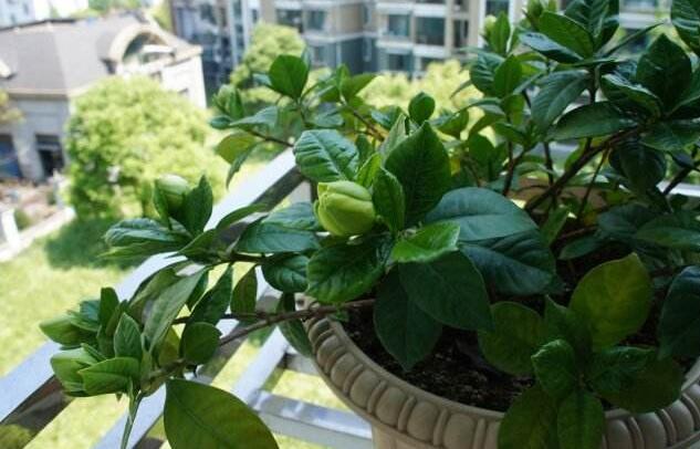 栀子花黄叶怎么办？“两招”就解决，四季绿油油，花苞满枝又芳香