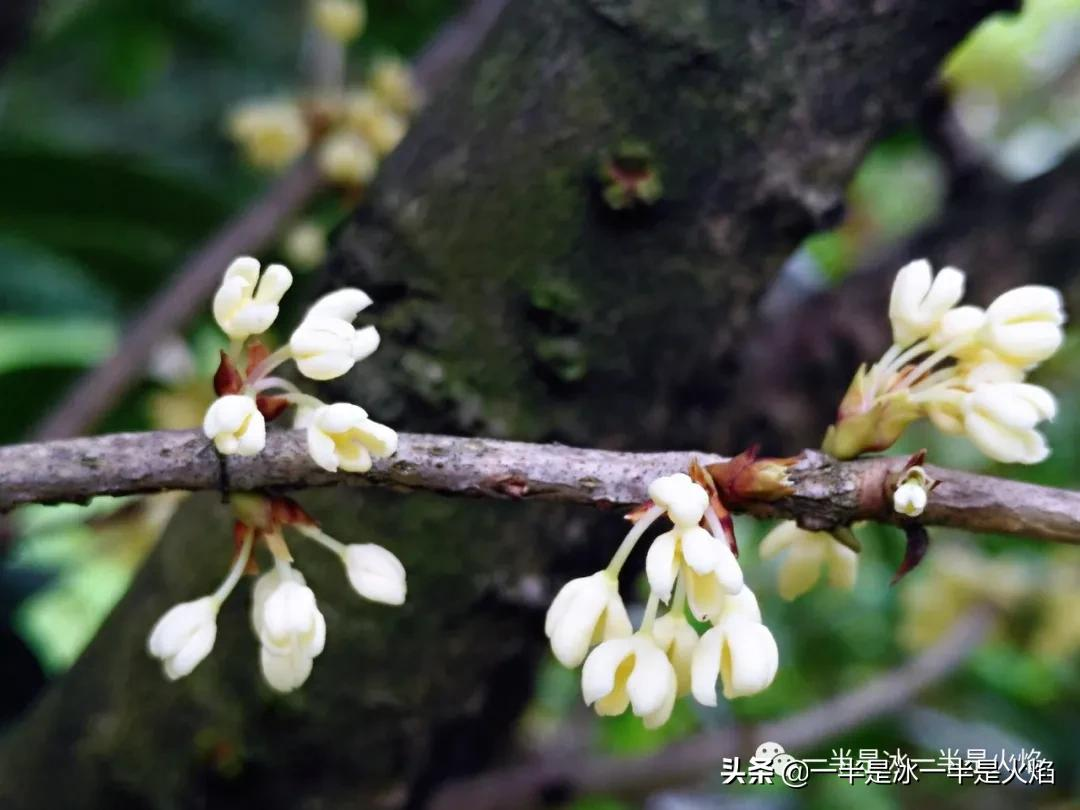 随笔：金秋桂花香