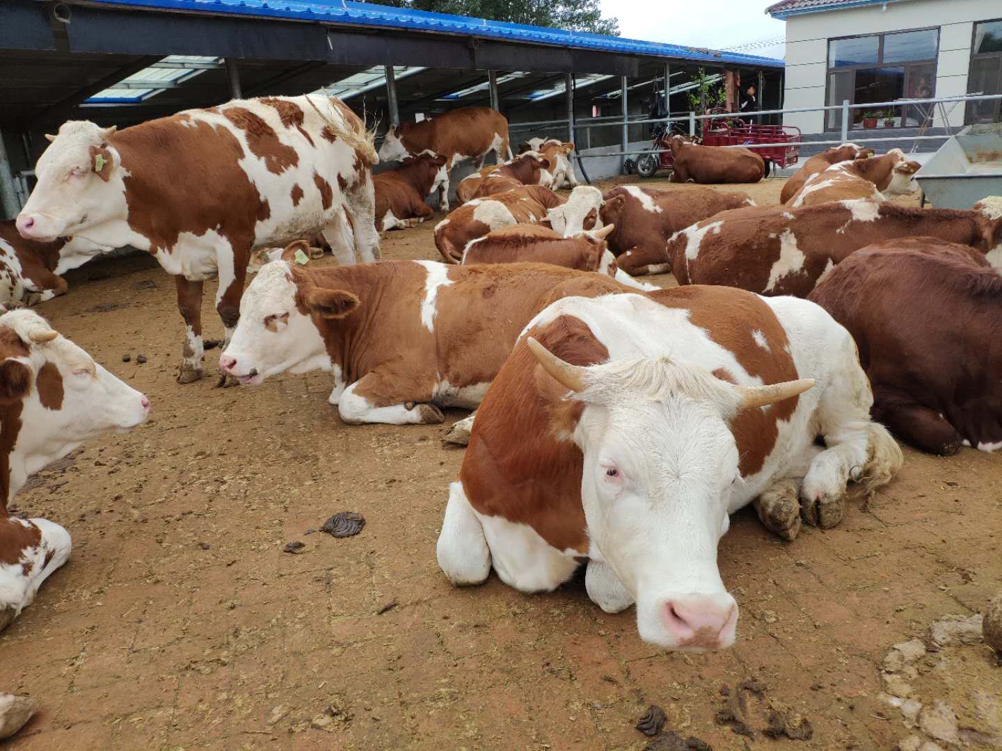 纯种西门塔尔牛只要8000块?养牛户:估计是被牛贩子骗了