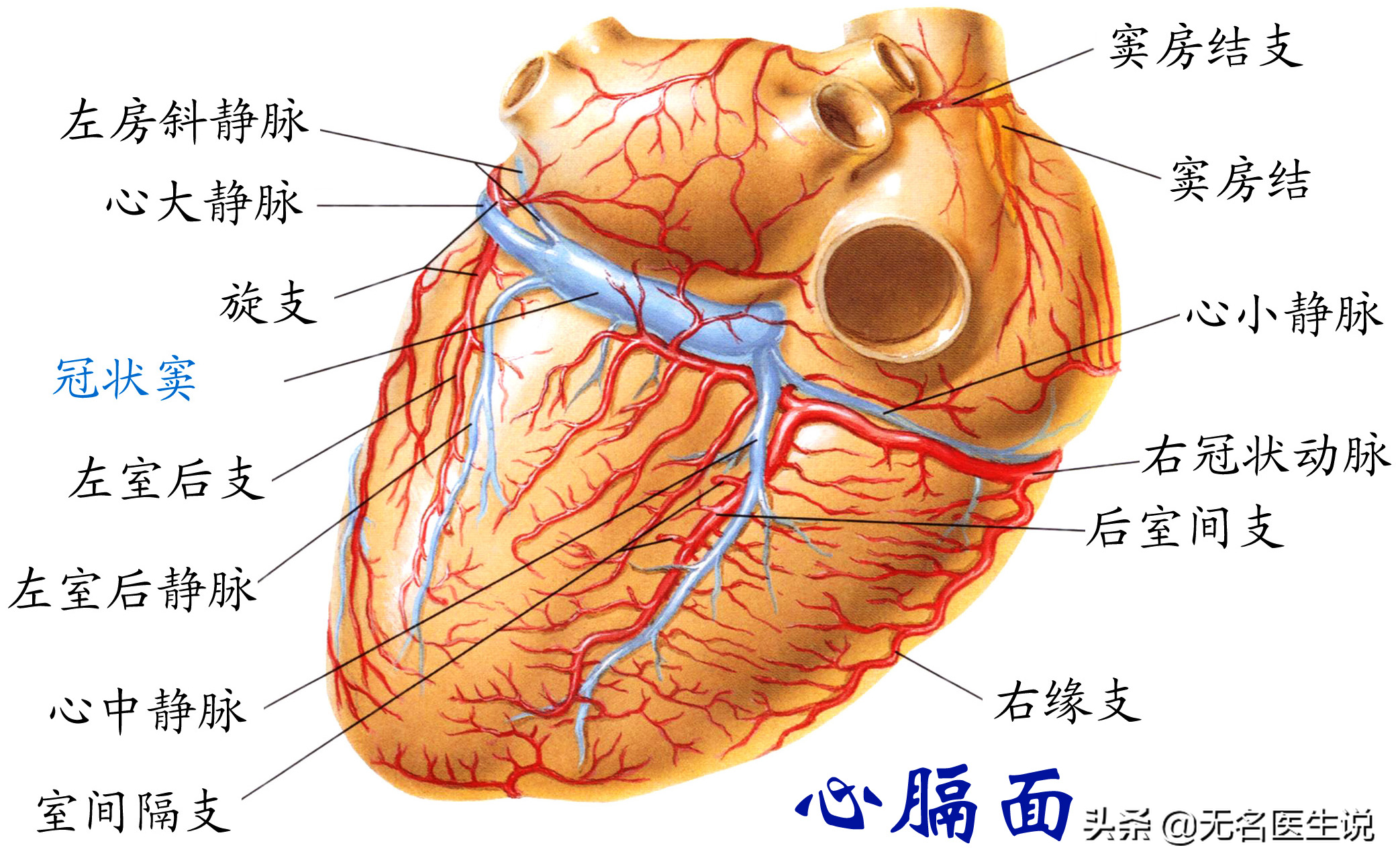 心脏血管位置图图片