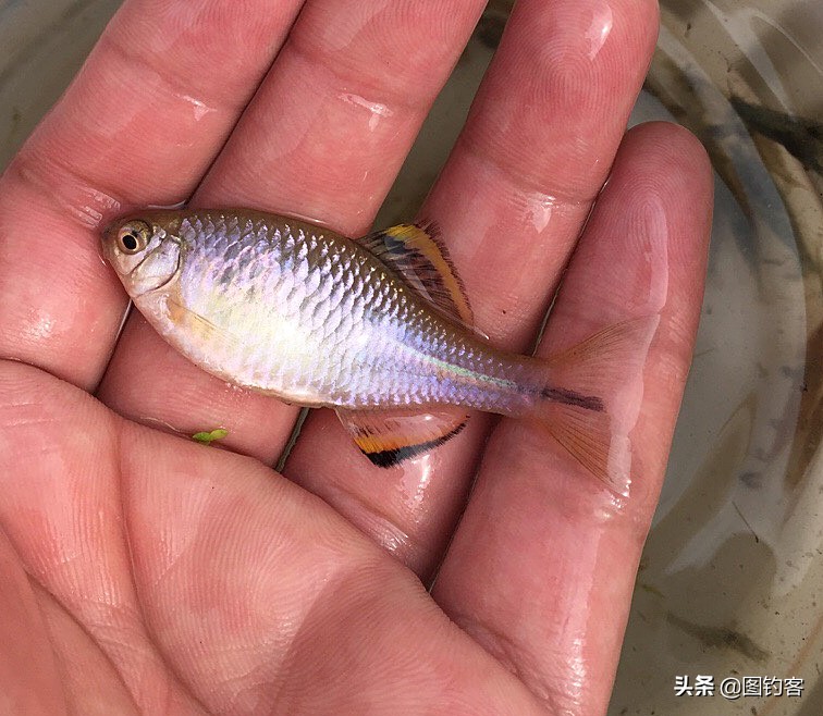 鳑鲏鱼没有人不认识，但个头大有须的鳑鲏你知道吗？它们叫“鱊”