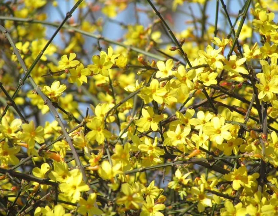 迎春花是什么颜色(迎春花是迎接春天的最好花卉植物,株型漂亮,花朵多)
