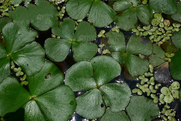 能利水消肿,清热解毒,除烦安神