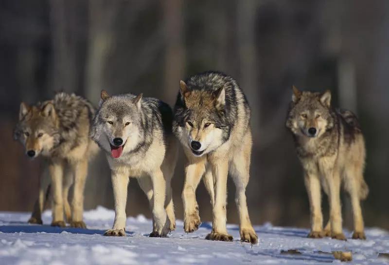1968年，北大荒300多只狼群围困村子，村民危在旦夕