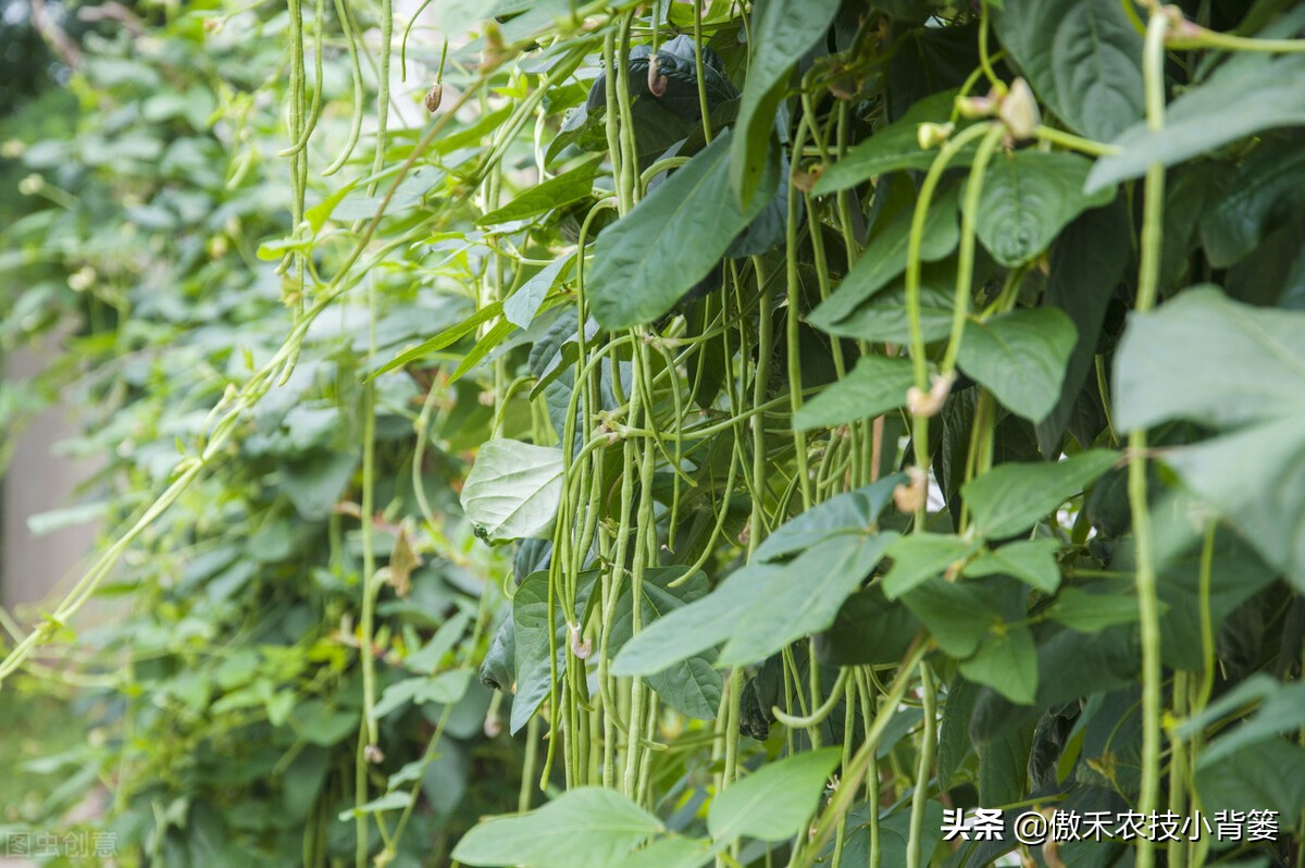 种植豆角的技术和方法（最全相关豆角种植和管理攻略）