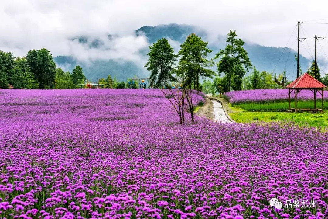 蜂鳥鬧花枝,彭州這片百畝紫色花海浪漫如仙境