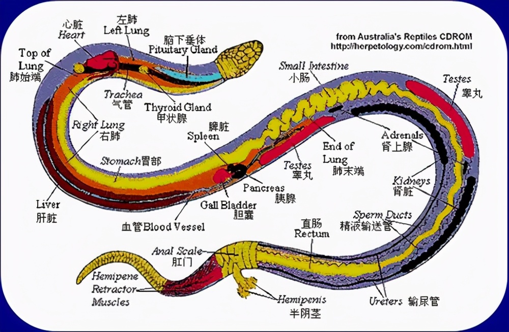 蛇的交配与繁衍:居然有两种独特的方式