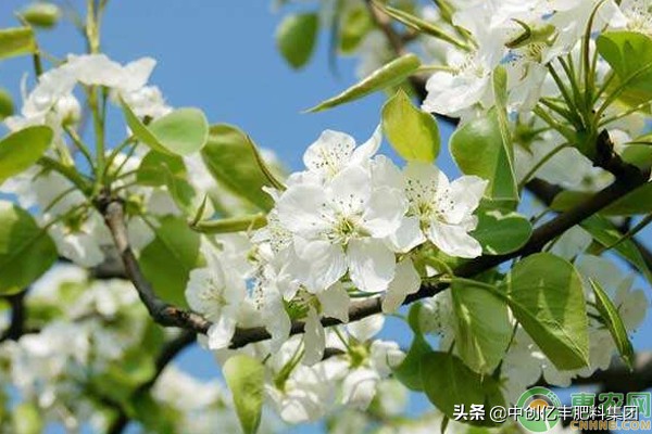 梨花几月开放时间（干货分享梨花的开花季节）