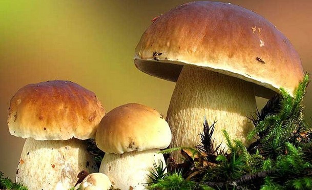 草菇图片大全（三十一种常见的菌类蘑菇图片）
