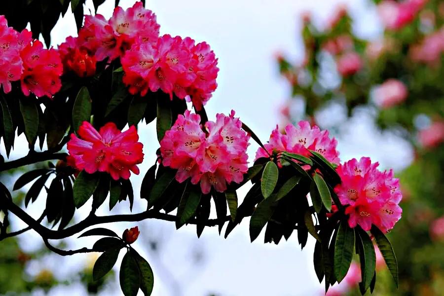 高山杜鹃,花型套瓣,重瓣为主,单瓣少.花期4-5月.开花1月左右.