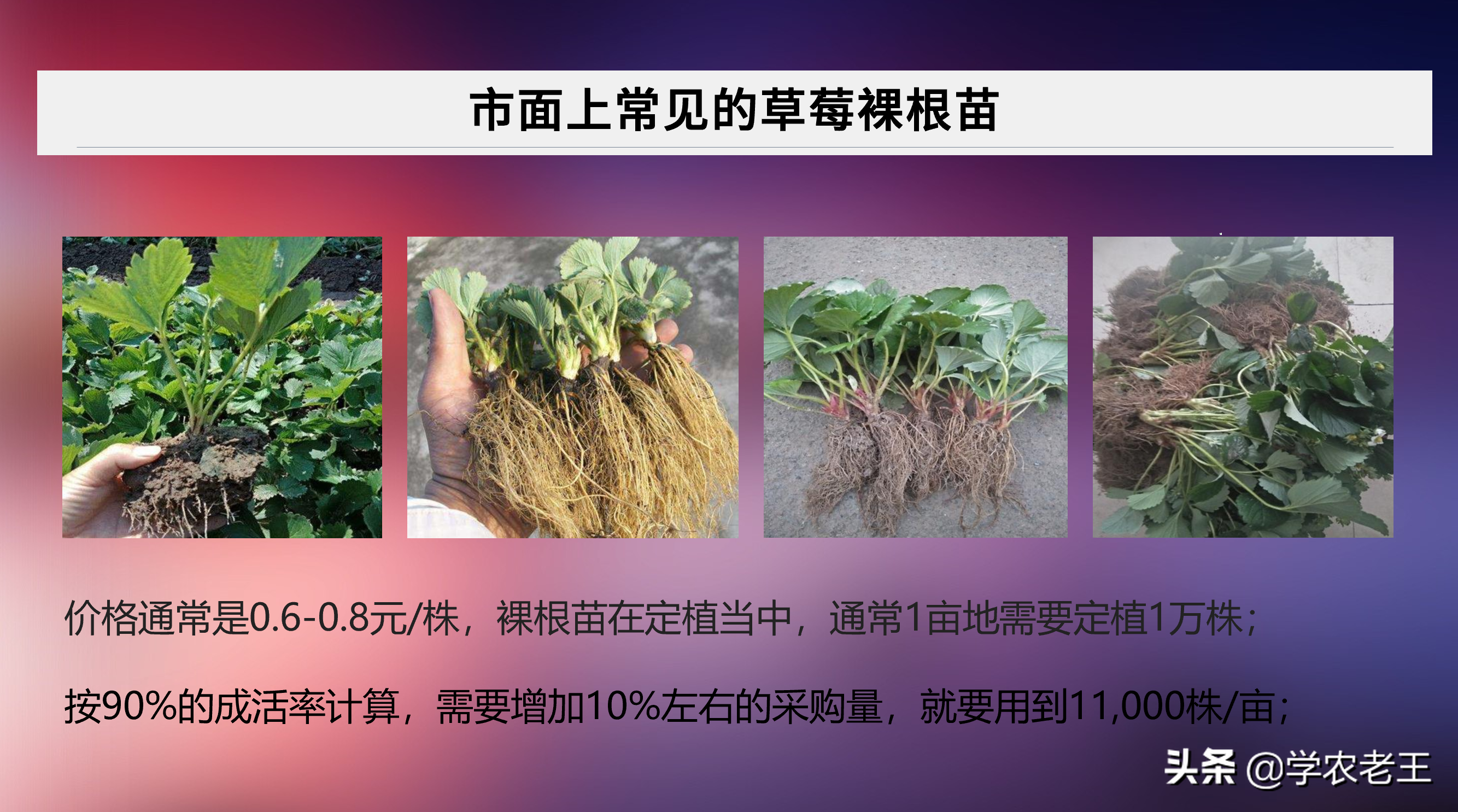 种植草莓购买基质苗？常说好苗七分收！划得来吗？一起来算算帐