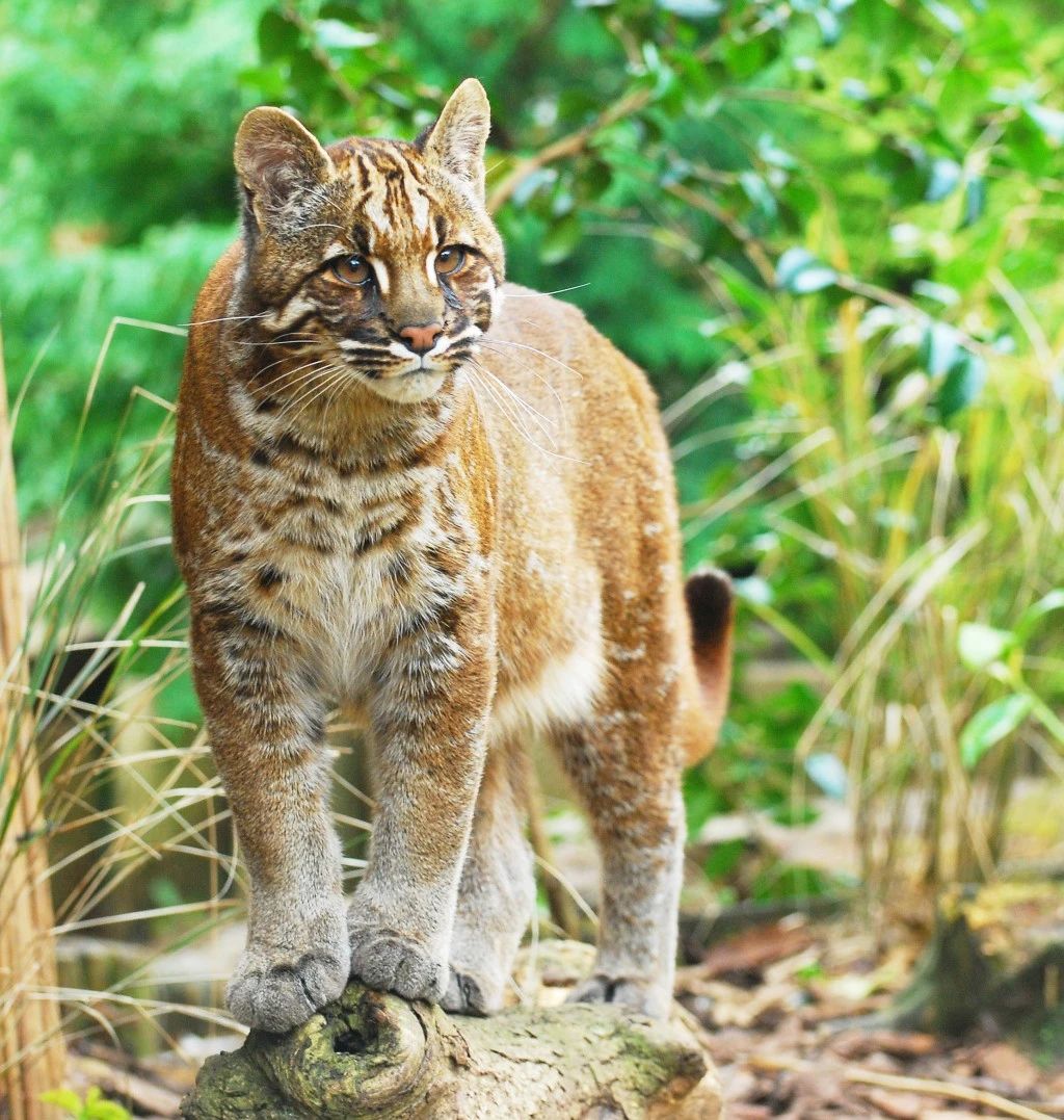 猫科动物种类大全:八大家族,40种野猫