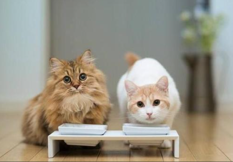 被主人“宠爱”的猫咪，一定会具备这些现象