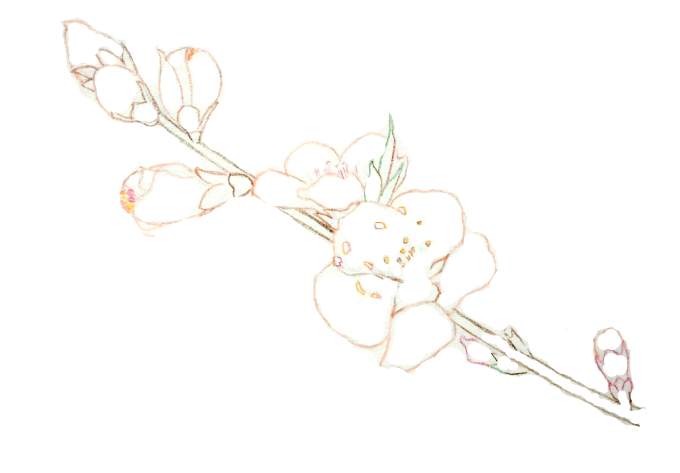 彩铅小习作之桃花绘画步骤