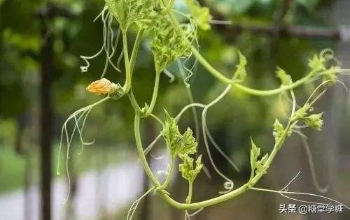 可还记得那年高考“丝瓜藤与肉豆须”给你留下的梗吗？