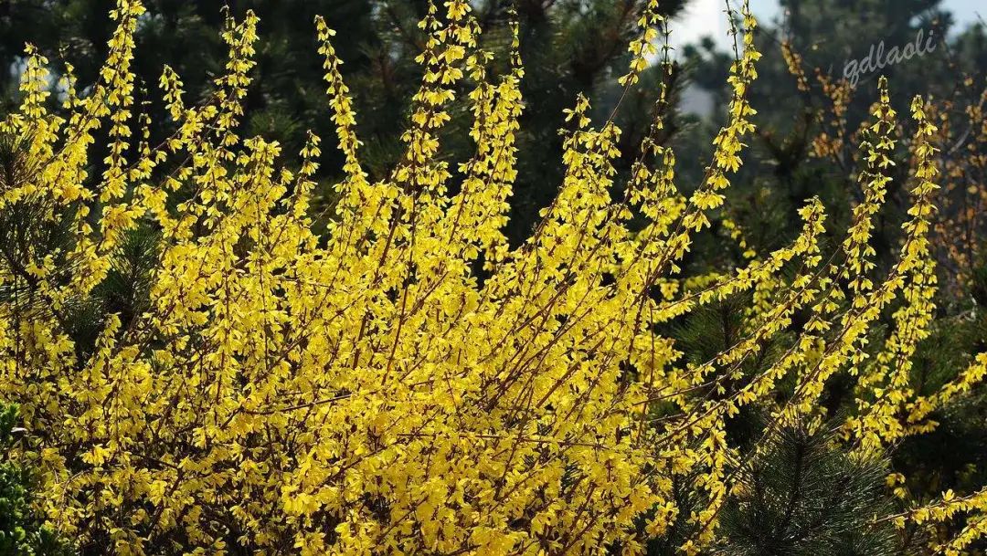 连翘花和迎春花的区别(瞄准5个特征一秒即可分辨)