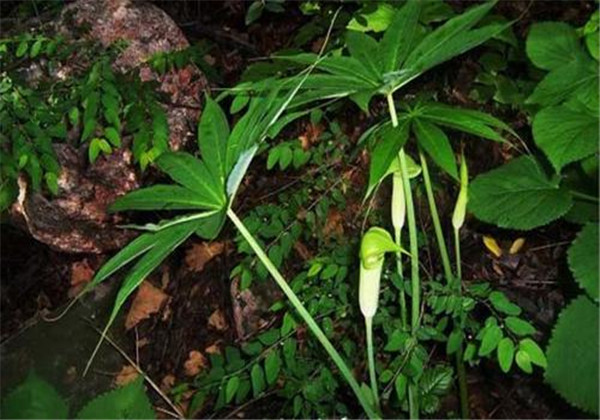 胆南星图片(农村中草药种植) - 赤虎壹号