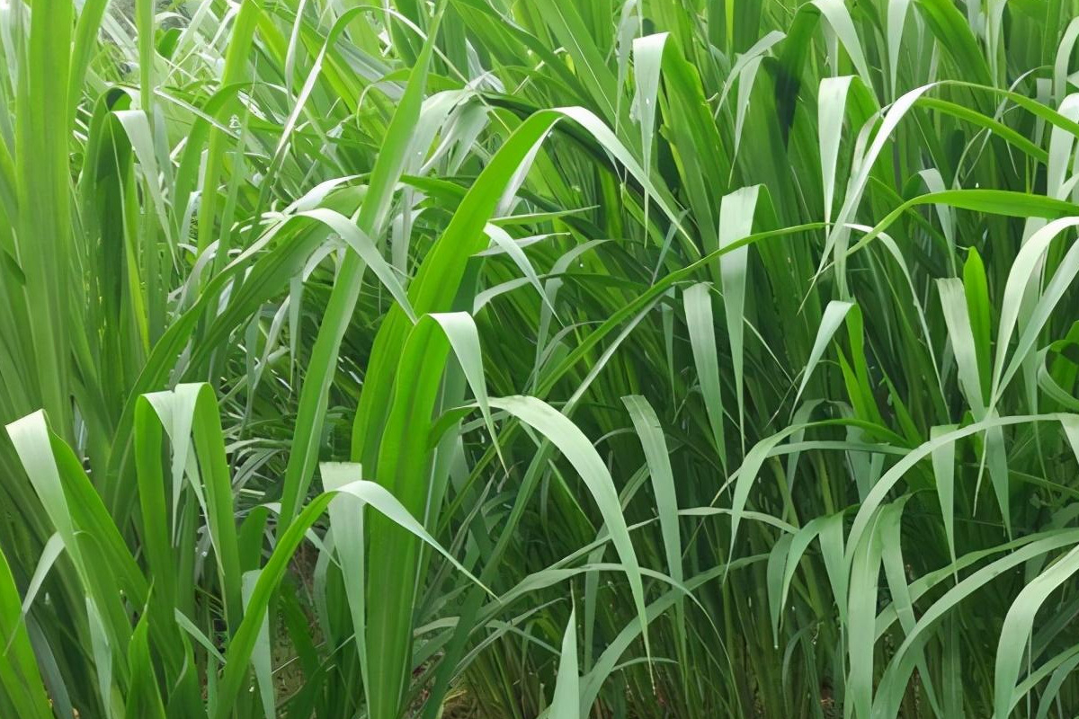 象草适合热天生长且产量高可连续采收几年喂鱼和喂牛羊均可