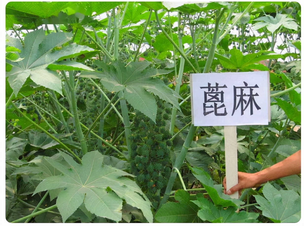 出麻子初期症狀圖片(蓖麻含致命毒素) - 赤虎壹號