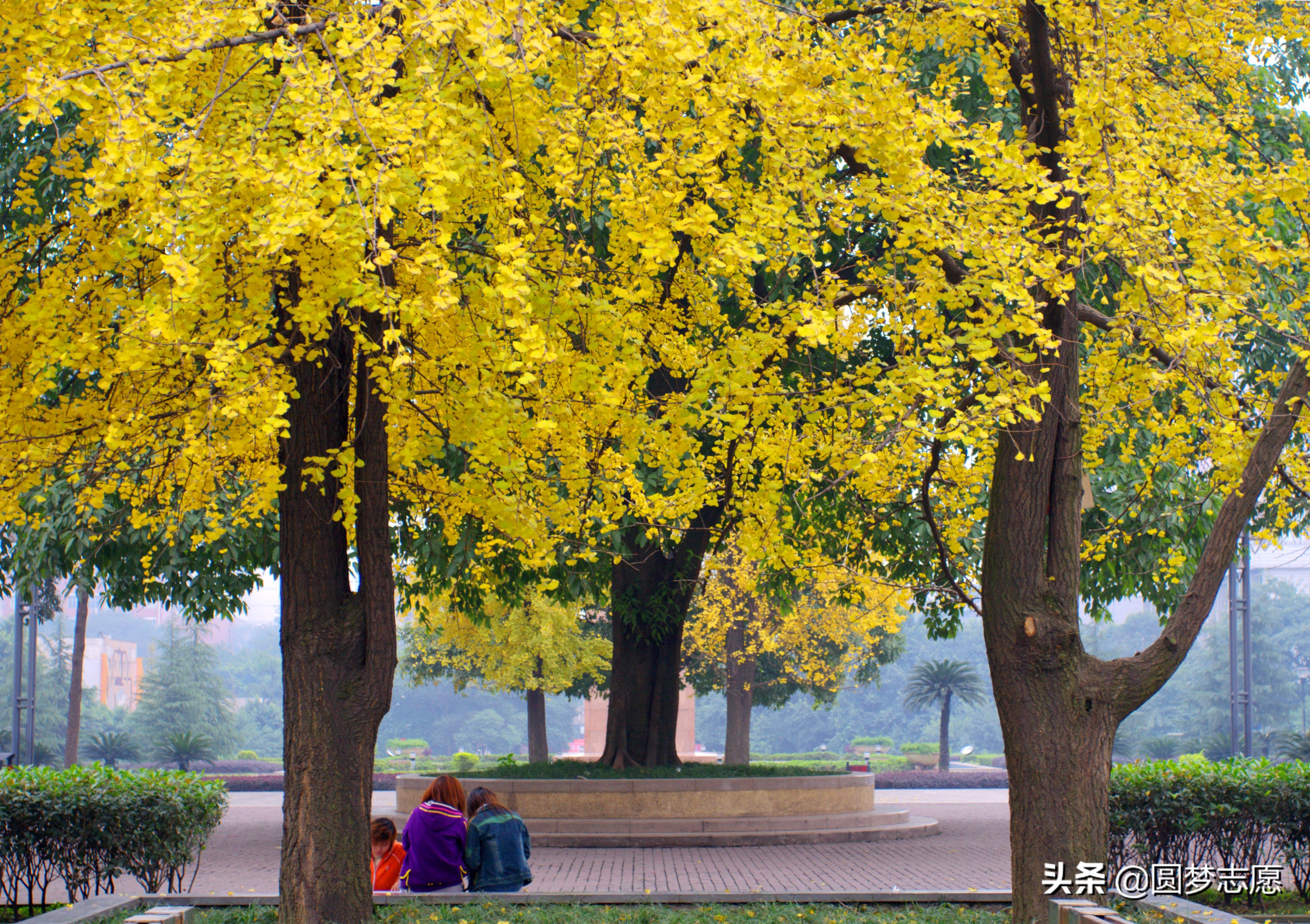 不是211也不是985，重庆医科大学凭什么收分高？