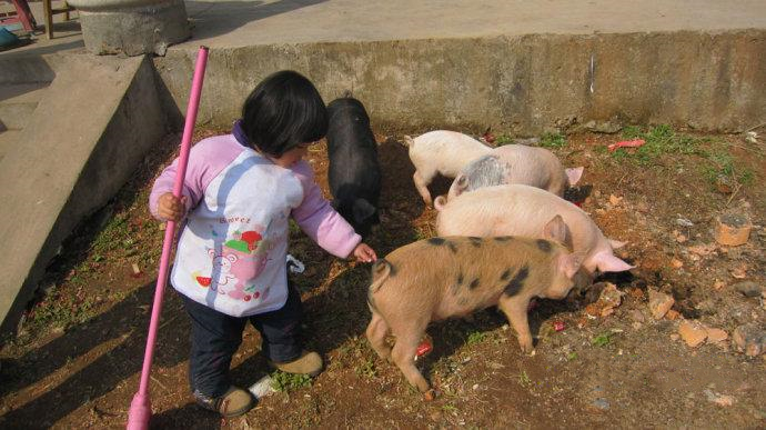 乡土散文：放猪