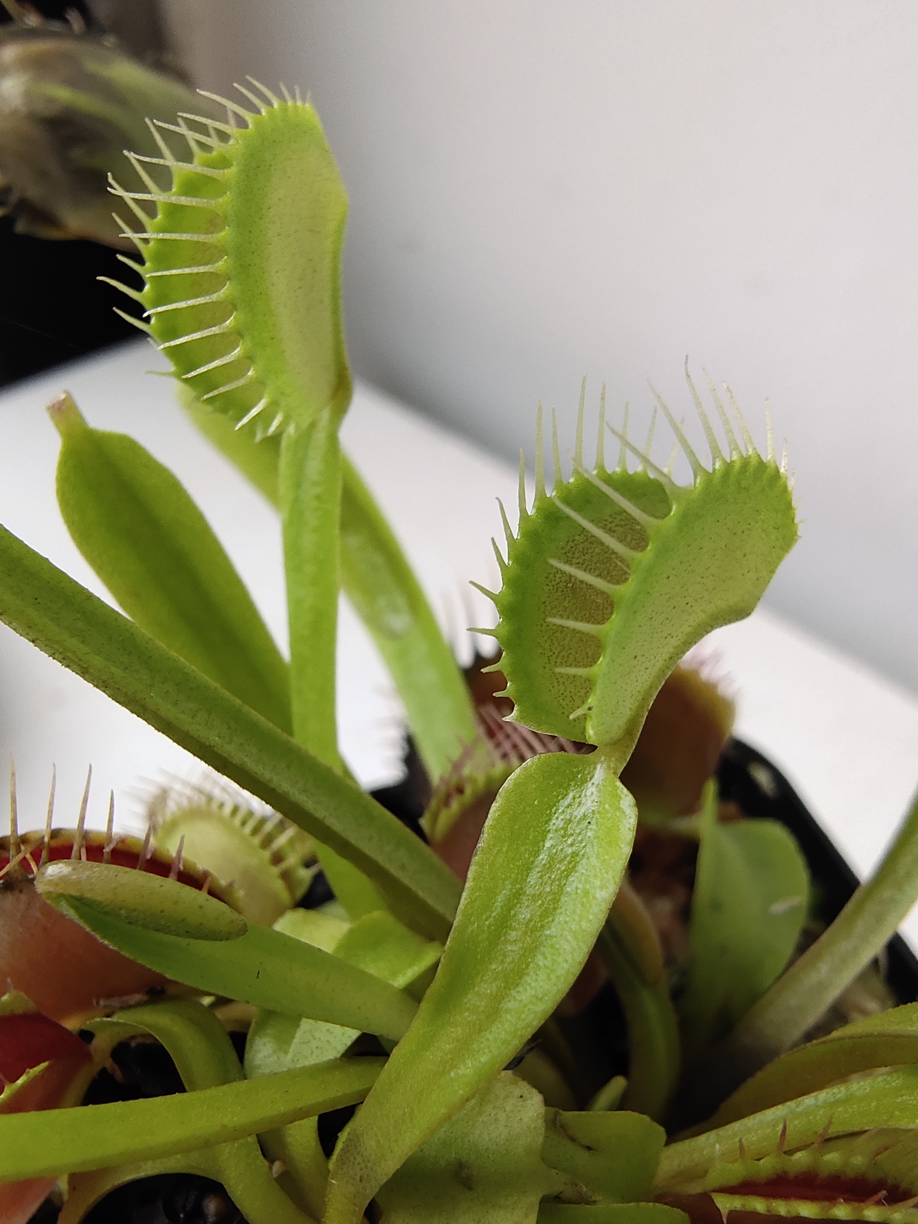 捕蝇草不好养?你可能犯了这6忌,做好养护,三个月能变成一大丛