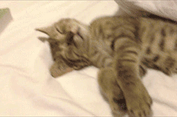 猫咪打鼾正常吗？你可能忽略了这些隐患