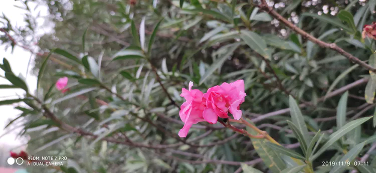 陪你一起看湖北省广水一中①——走进植物王国