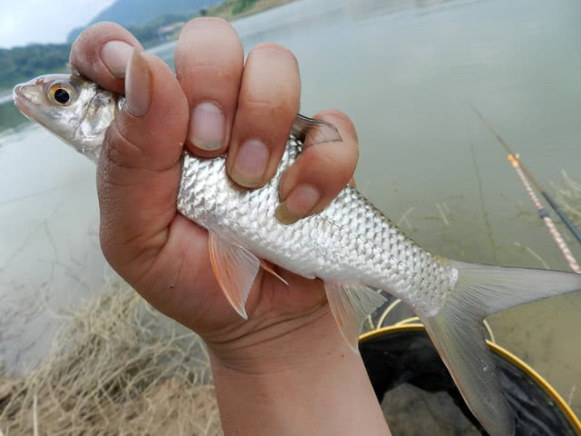 上钩时拉力大,逃窜猛,两广地区的人最喜欢钓的鱼种"土鲮"