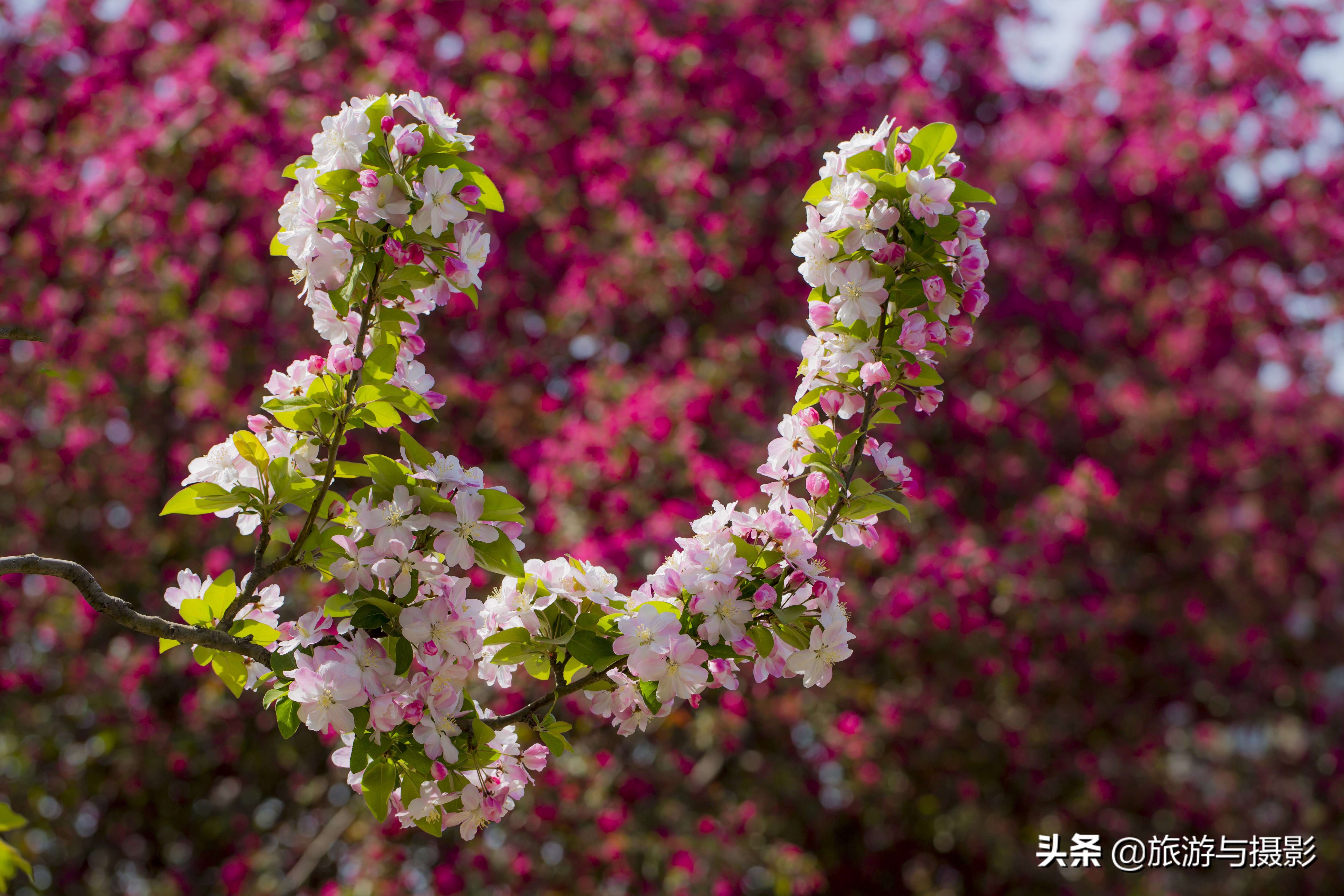 海棠花古诗美图38首